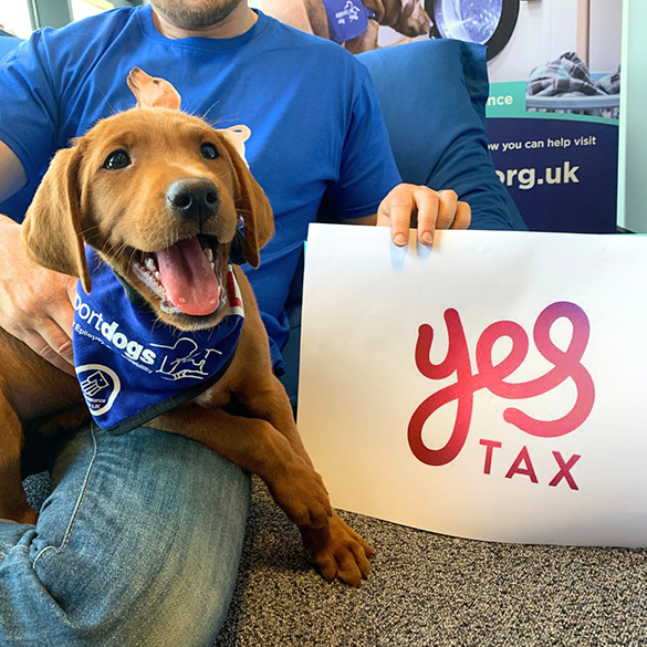 Otis the puppy who joined Support Dogs in June 2023